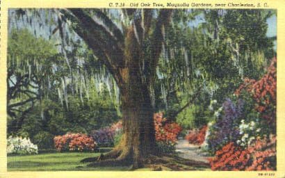 גלויה של צ'רלסטון, דרום קרוליינה